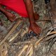 66- Chasse au kaveu 6- Assam capture le crabe et le maintient au sol 